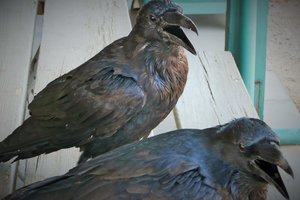 afugentar-corvos