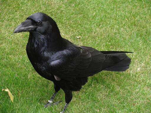 corvo-corvus-corax-raven