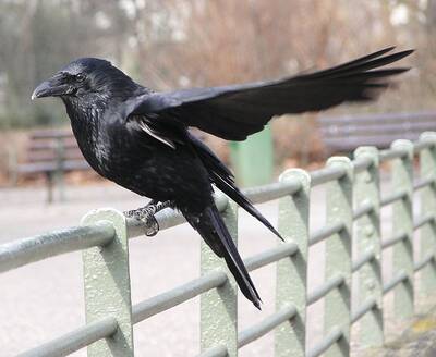 gralha-preta-corvus-corone-crow