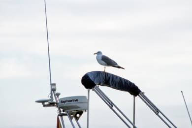 Os 5 melhores produtos para proteger o seu barco das gaivotas