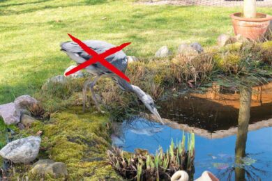 Como proteger o seu lago de garças e gatos