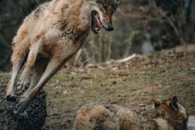 FoxLights protege o gado de lobos e raposas