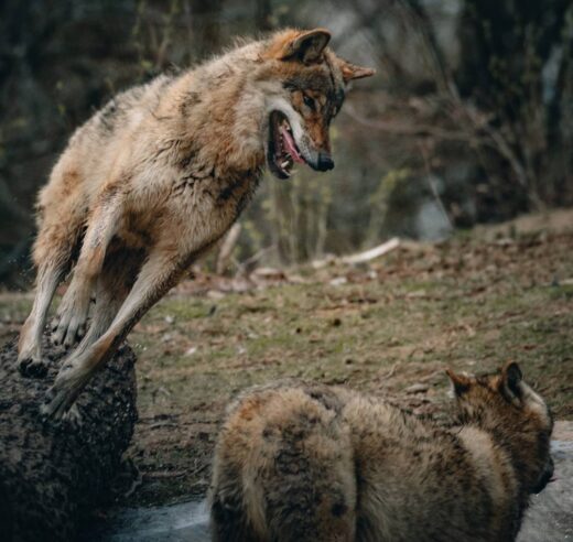 proteja-gado-de-lobos-e-raposas
