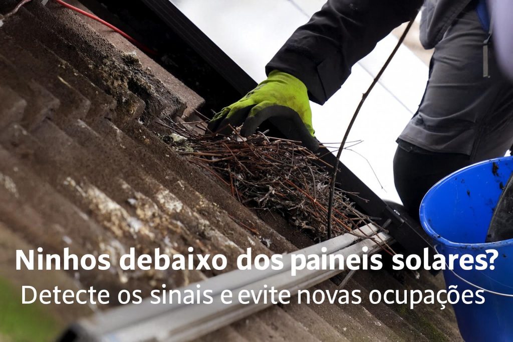 Restos de ninho debaixo da borda do painel solar; “Ninhos debaixo dos seus painéis? Detecte os sinais e evite novas ocupações
